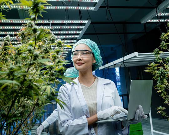 Cannabis Monitoring