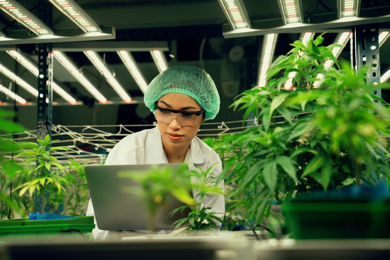 Cannabisscientist