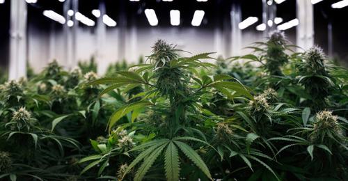 Cannabisfarming